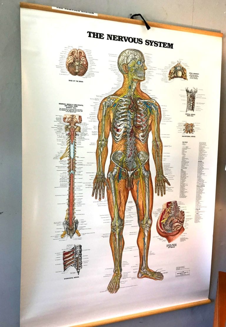 Vintage Anatomy Chart-Nervous System | Circa